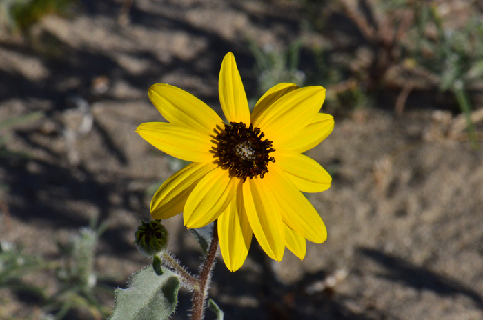 Showy Sunflower has attractive bright yellow flowers with reddish centers that bloom from March to June. Photo taken March 9 at Anza-Borrego Springs area, California. Helianthus niveus